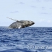 whale_humpback_h_00426_dom2473.jpg